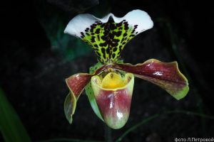 pafiopedilum-ili-venerin-bashmachok