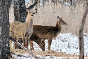 foto-viktor-storozhuk-0d-0a-fgbu-zemlya-leoparda-1-j-0d-0a-pg