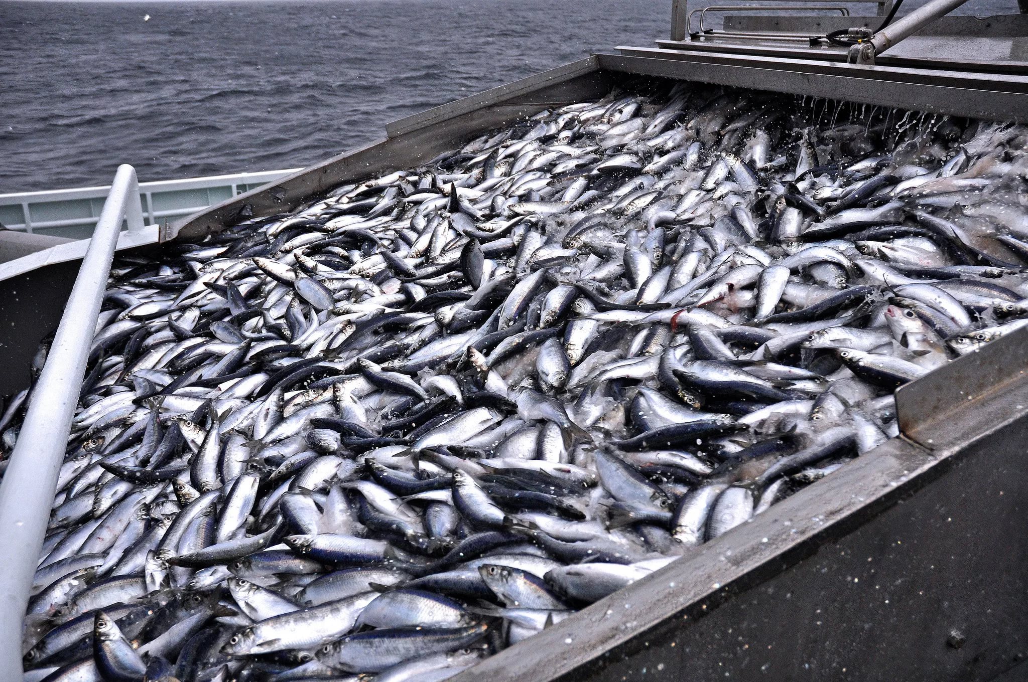 Улов ресурсы. Минтай Охотского моря. Рыбный промысел в Мурманске. Добыча рыбы. Много рыбы.